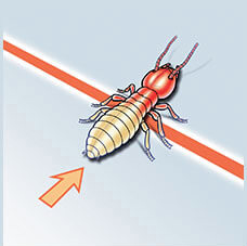 Termite Contacting Premise Treated Zone